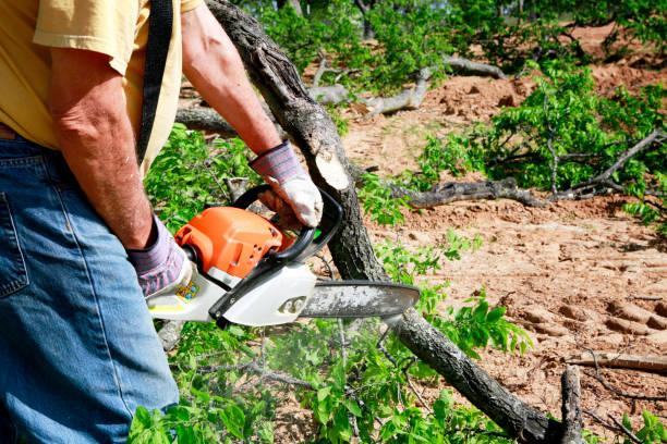 Best Tree Disease Treatment  in Linton Hall, VA